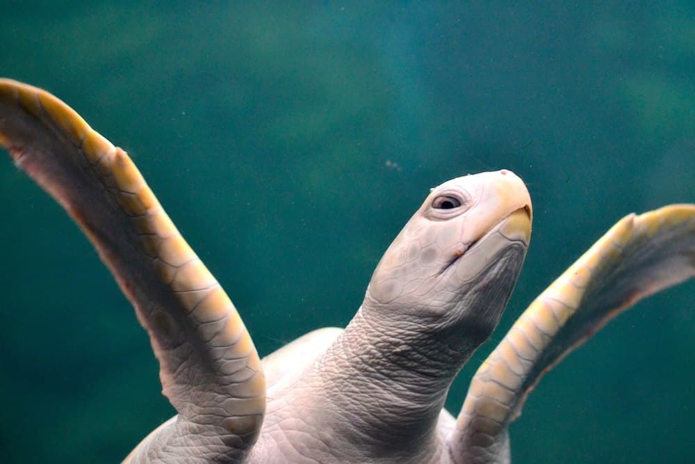 11406402485_e0b8fc6a73_k