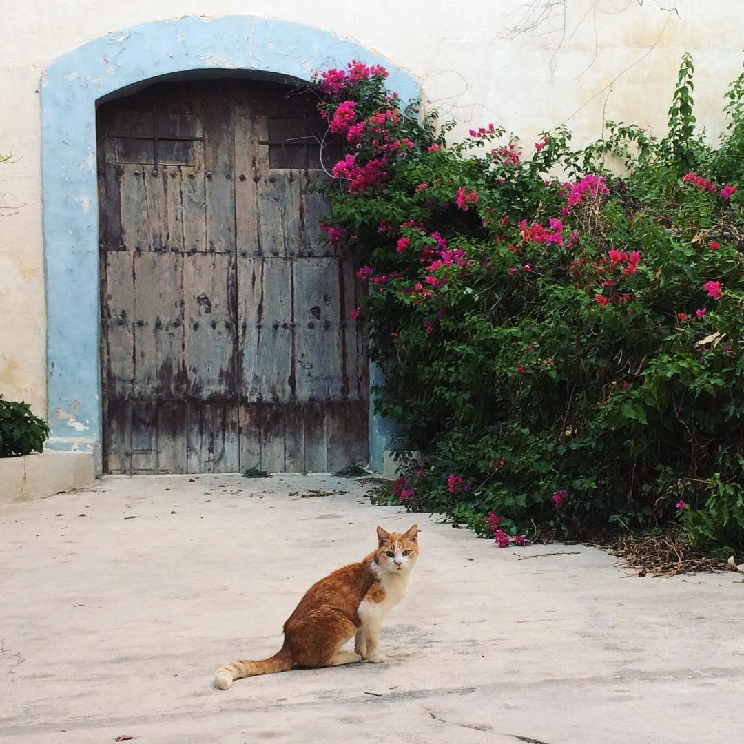 mdina cat