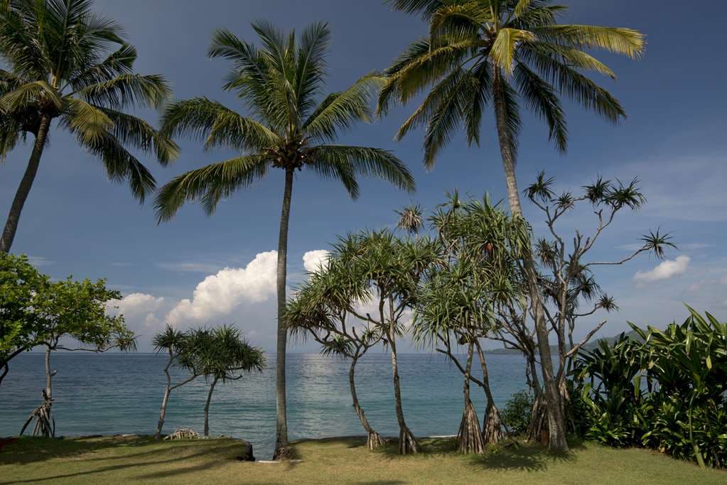 Alila Manggis - 4